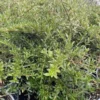 coprosma-x-kirkii Coprosma x kirkii