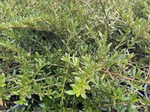 Coprosma x kirkii