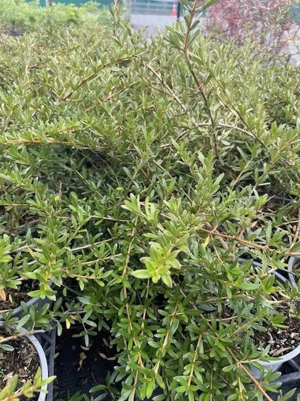 coprosma-x-kirkii Coprosma x kirkii