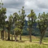 cordyline-australis-landscape-2 Cordyline australis landscape