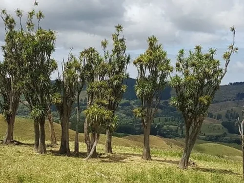 cordyline-australis-landscape-2 Cordyline australis landscape