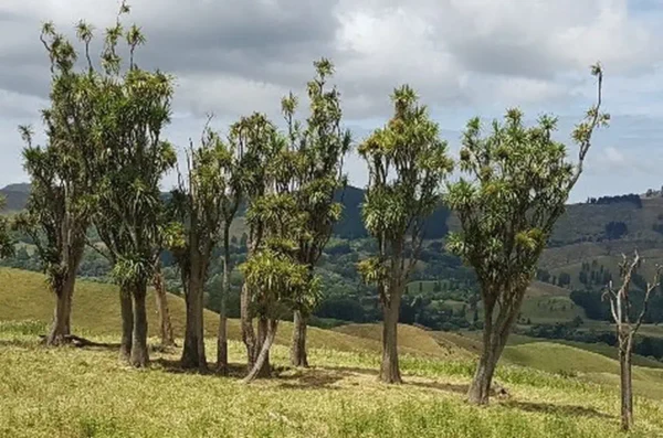 cordyline-australis-landscape-2 Cordyline australis landscape