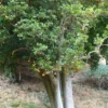 cornyocarpus-2 Cornyocarpus