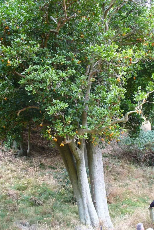 cornyocarpus-2 Cornyocarpus