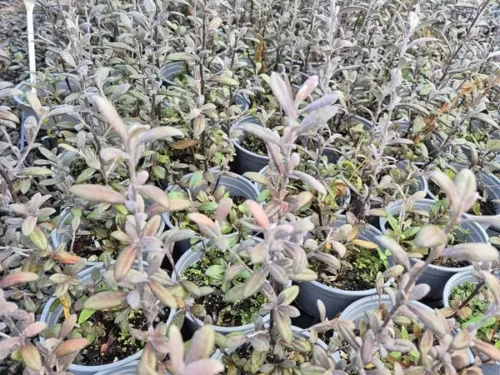 corokia-frosted-chocolate Corokia frosted chocolate