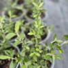 corokia-pounamu Corokia pounamu