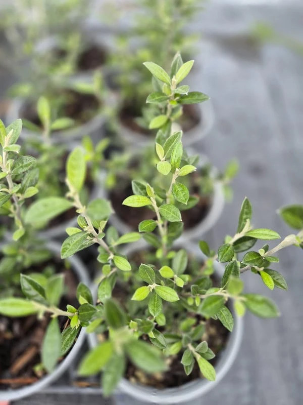 corokia-pounamu Corokia pounamu
