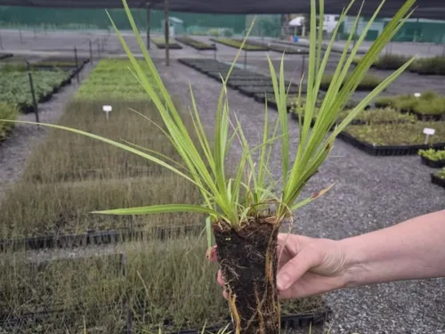 cyperus-ustulatus Cyperus ustulatus