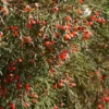 dacrycarpus-dacrydioides Dacrycarpus dacrydioides