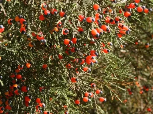 dacrycarpus-dacrydioides Dacrycarpus dacrydioides