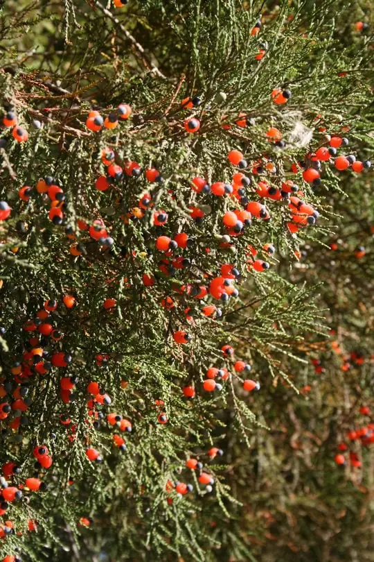 dacrycarpus-dacrydioides Dacrycarpus dacrydioides