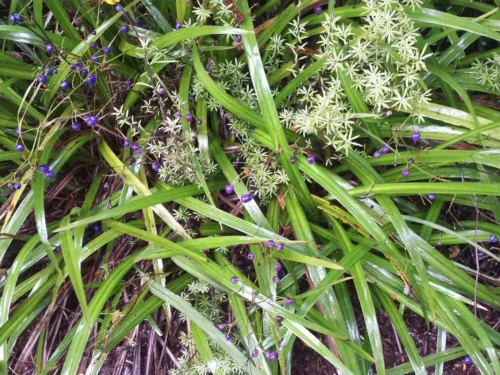 dianella-nigra-in-fruit Dianella nigra in fruit