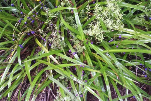 dianella-nigra-in-fruit Dianella nigra in fruit