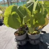 entelea-arborescens Entelea arborescens