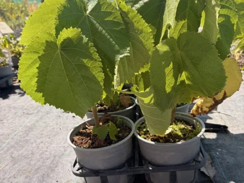 entelea-arborescens Entelea arborescens
