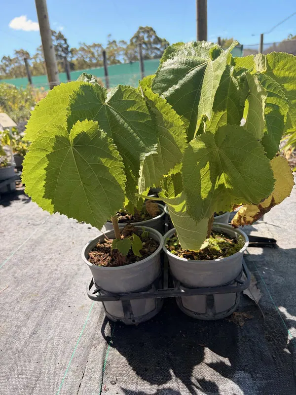 entelea-arborescens Entelea arborescens
