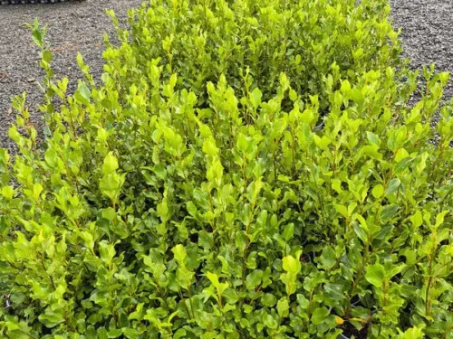 grisilinea-littoralis Grisilinea littoralis
