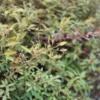 Haloragis erecta