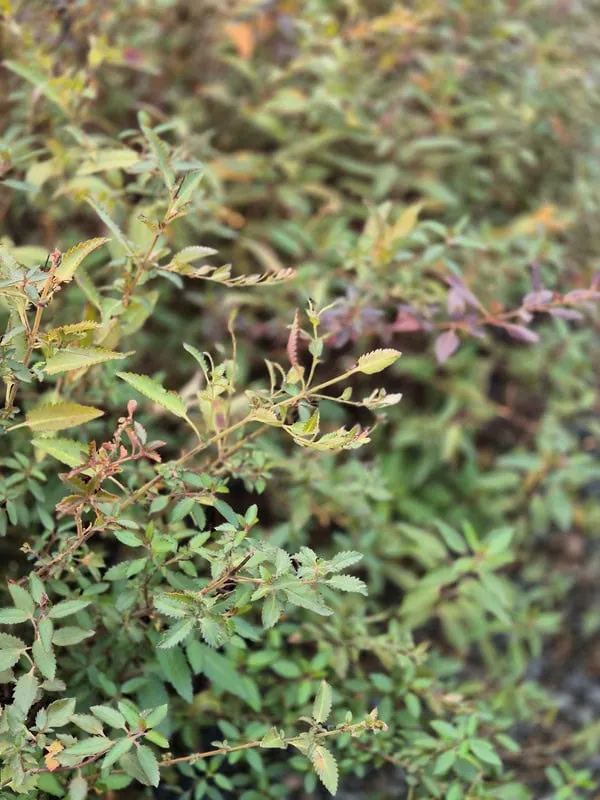 Haloragis erecta