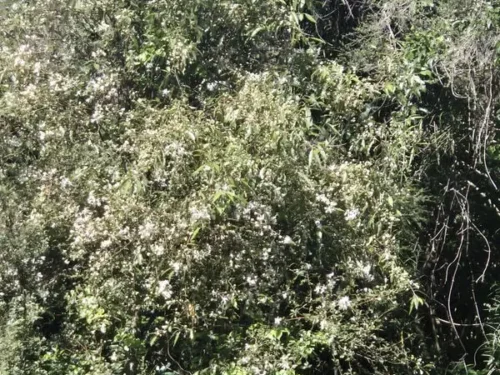 hoheria-angustifolia Hoheria angustifolia