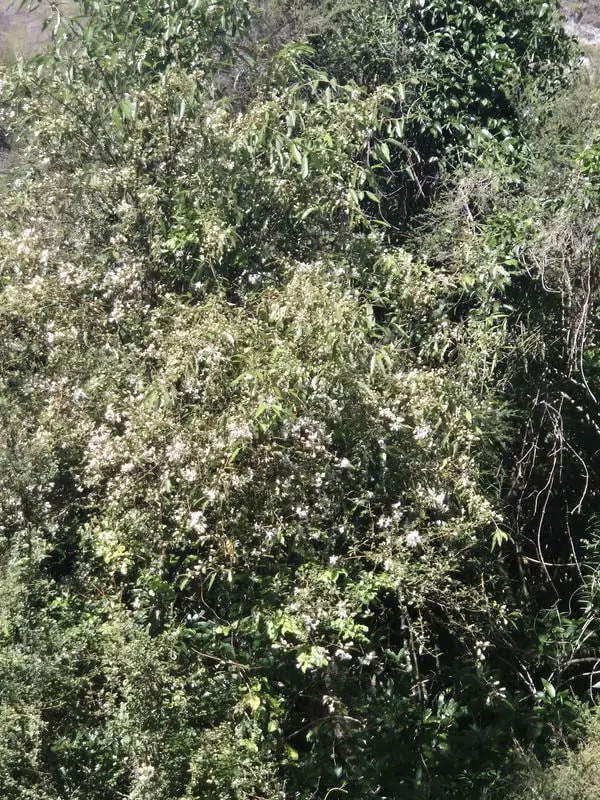 Hoheria angustifolia