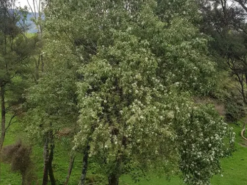 hoheria-sextylosa Hoheria sextylosa