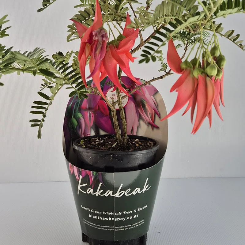 Kakabeak plant promotion closeup