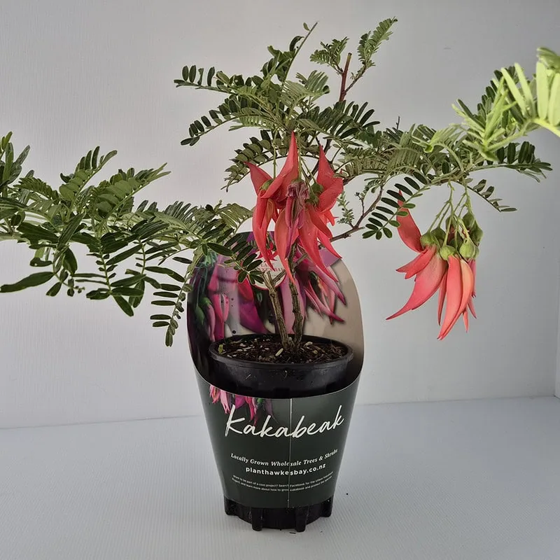 Kakabeak plant promotion