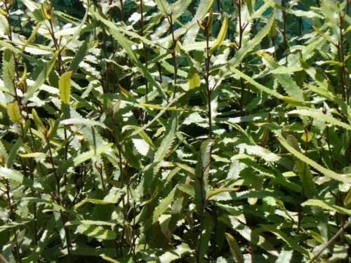knightia-excelsa Knightia excelsa
