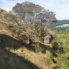 kunzea-robusta Kunzea robusta