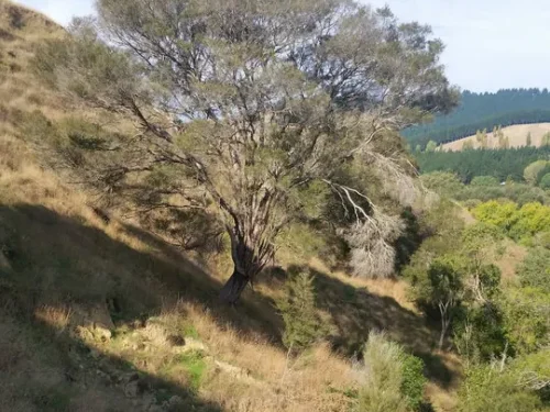 kunzea-robusta Kunzea robusta