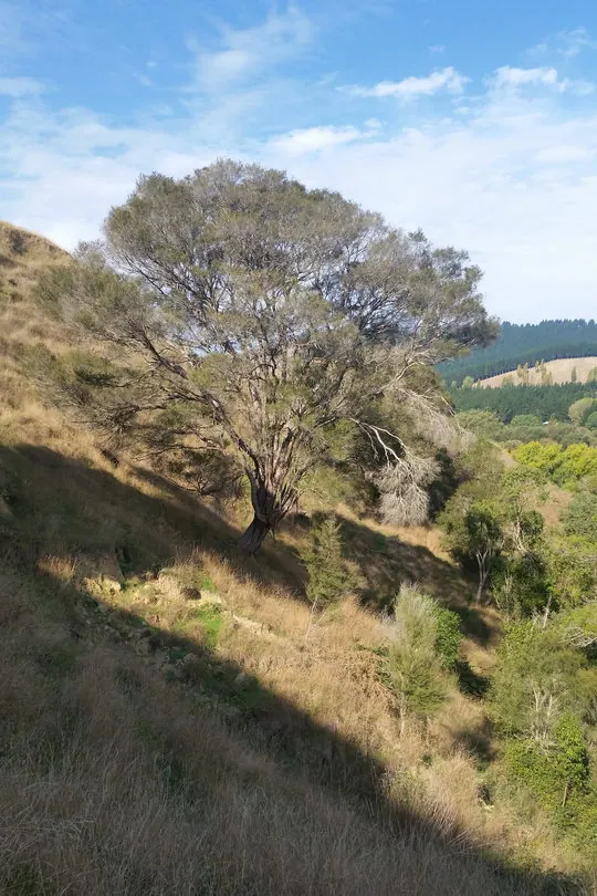 kunzea-robusta Kunzea robusta