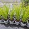 lomandra-lime-tuff Lomandra lime tuff