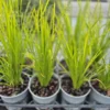 lomandra-lime-tuff-2 Lomandra lime tuff