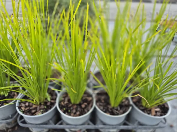 lomandra-lime-tuff-2 Lomandra lime tuff