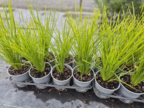 lomandra-lime-tuff Lomandra lime tuff