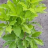 melicope-ternata-1 Melicope ternata