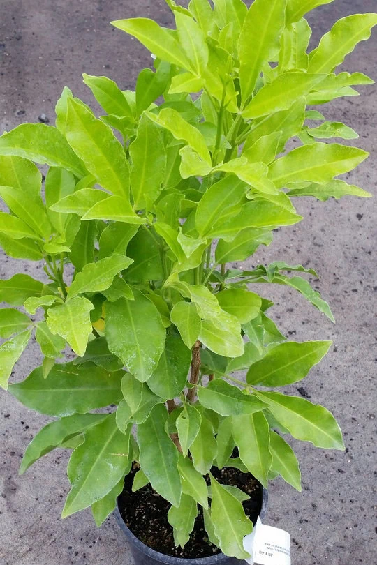 melicope-ternata-1 Melicope ternata