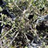 melicytus crassifolius Melicytus crassifolius