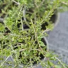 melicytus-crassifolius Melicytus crassifolius