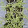 melicytus-crassifolius-2 Melicytus crassifolius