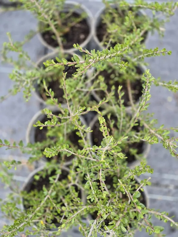 melicytus-crassifolius-2 Melicytus crassifolius