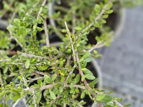 melicytus-crassifolius Melicytus crassifolius