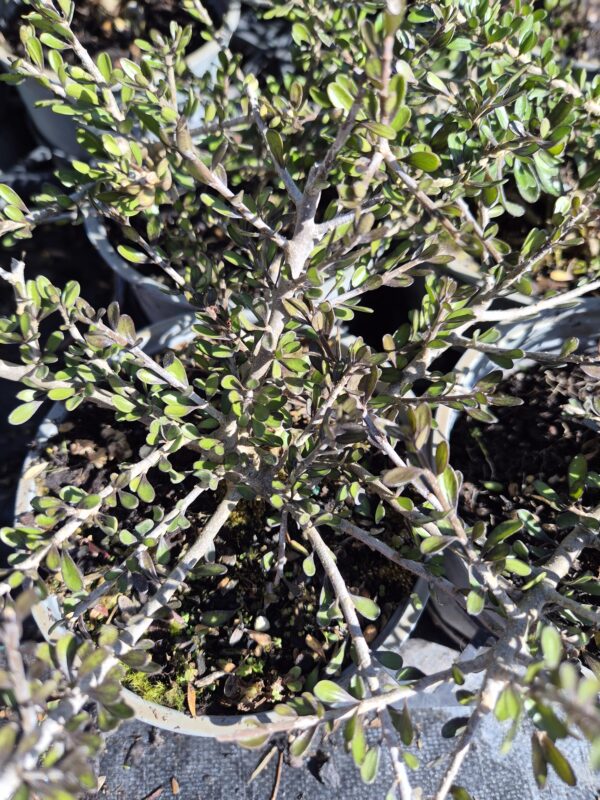 melicytus crassifolius Melicytus crassifolius