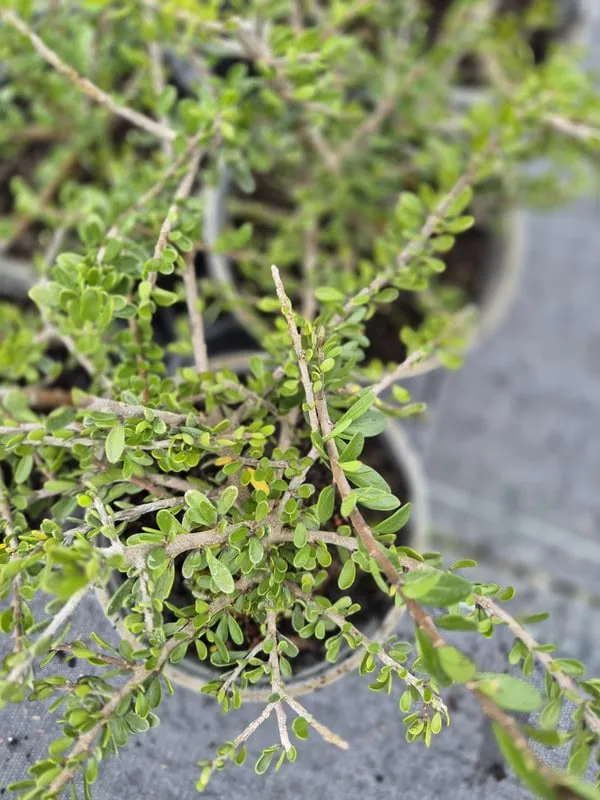 melicytus-crassifolius Melicytus crassifolius