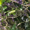 melicytus-ramiflorus-mahoe Melicytus ramiflorus mahoe