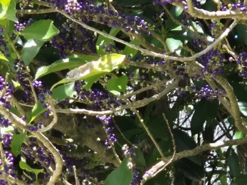 melicytus-ramiflorus-mahoe Melicytus ramiflorus mahoe