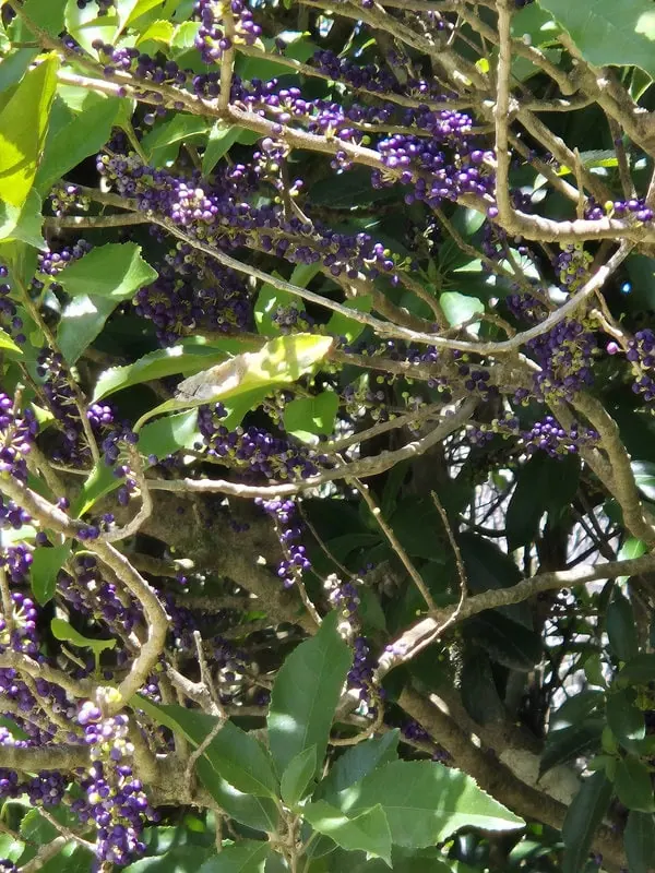 melicytus-ramiflorus-mahoe Melicytus ramiflorus mahoe