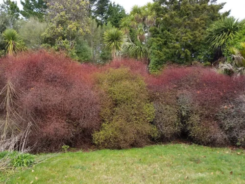 muehlenbeckia-astonii Muehlenbeckia astonii