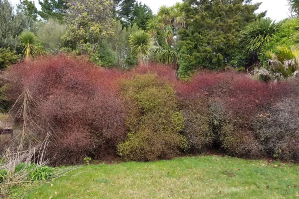 muehlenbeckia-astonii Muehlenbeckia astonii